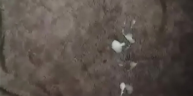 cumshot,masturbation